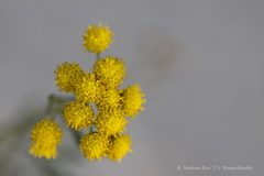Tanacetum gracile